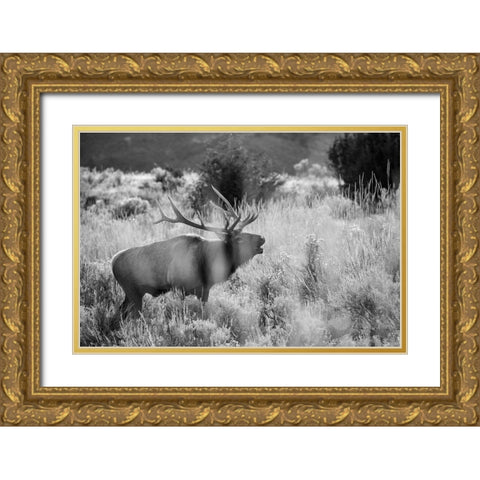 Bull Elk Bugling, Mammoth Hot Springs, Yellowstone National Park Gold Ornate Wood Framed Art Print with Double Matting by The Yellowstone Collection