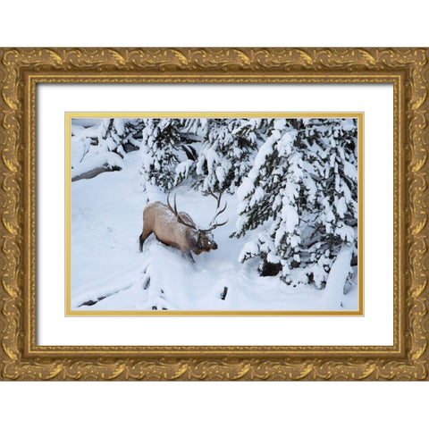 Bull Elk by Obsidian Creek, Yellowstone National Park Gold Ornate Wood Framed Art Print with Double Matting by Peaco, Jim
