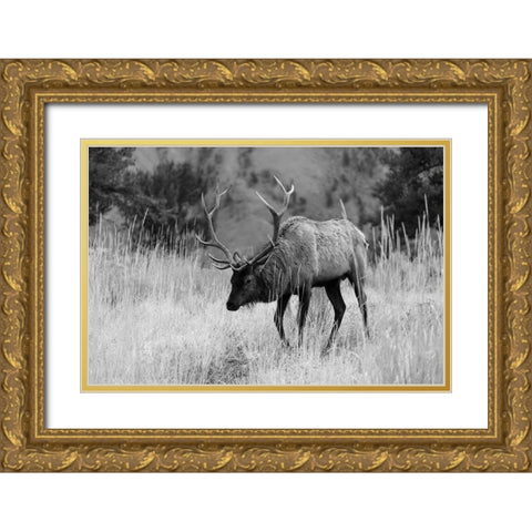 Bull Elk Grazing in Mammoth Hot Springs, Yellowstone National Park Gold Ornate Wood Framed Art Print with Double Matting by The Yellowstone Collection
