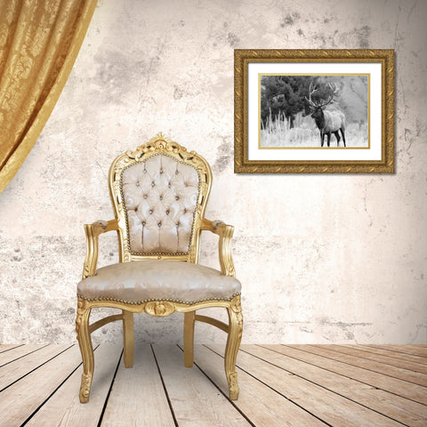 Bull Elk in Mammoth Hot Springs, Yellowstone National Park Gold Ornate Wood Framed Art Print with Double Matting by The Yellowstone Collection