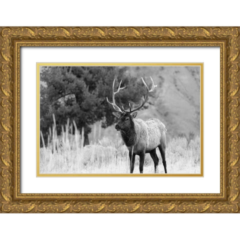 Bull Elk in Mammoth Hot Springs, Yellowstone National Park Gold Ornate Wood Framed Art Print with Double Matting by The Yellowstone Collection