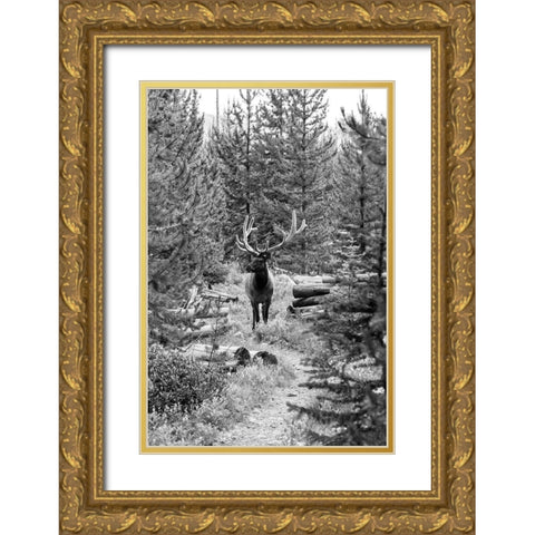 Bull Elk on a Trail, Yellowstone National Park Gold Ornate Wood Framed Art Print with Double Matting by Frank, Jacob W.