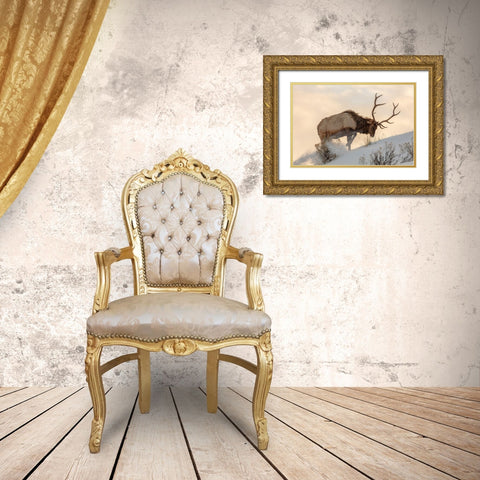 Bull Elk Searches for Food, Yellowstone National Park Gold Ornate Wood Framed Art Print with Double Matting by The Yellowstone Collection