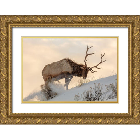 Bull Elk Searches for Food, Yellowstone National Park Gold Ornate Wood Framed Art Print with Double Matting by The Yellowstone Collection
