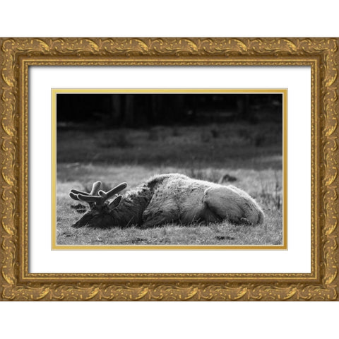 Bull Elk Sleeping in Spring, Yellowstone National Park Gold Ornate Wood Framed Art Print with Double Matting by Herbert, Neal