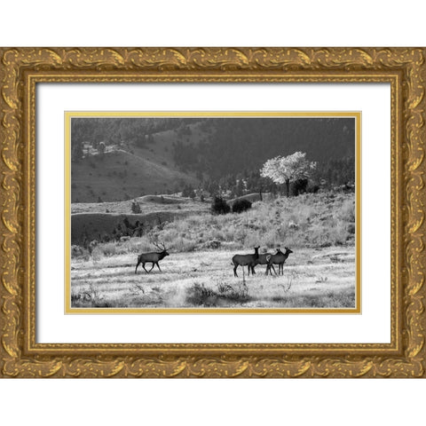 Bull Elk with Harem, Mammoth Hot Springs, Yellowstone National Park Gold Ornate Wood Framed Art Print with Double Matting by The Yellowstone Collection