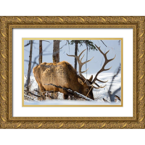 Bull Elk, Blacktail Deer Plateau, Yellowstone National Park Gold Ornate Wood Framed Art Print with Double Matting by The Yellowstone Collection