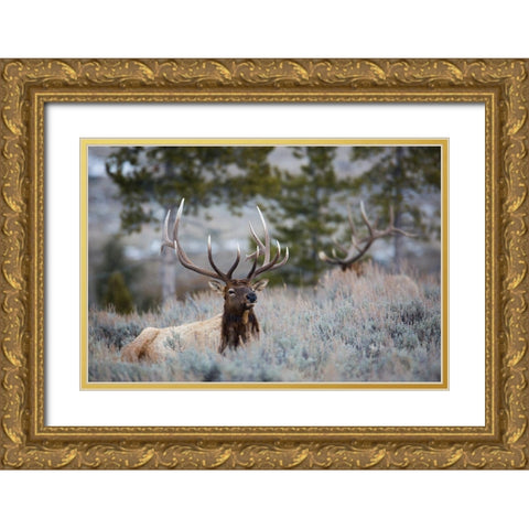 Bull Elk, Blacktail Deer Plateau, Yellowstone National Park Gold Ornate Wood Framed Art Print with Double Matting by The Yellowstone Collection
