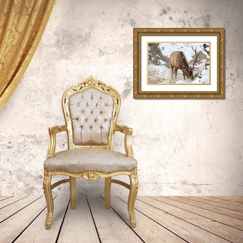 Bull Elk, Gardner River, Yellowstone National Park Gold Ornate Wood Framed Art Print with Double Matting by The Yellowstone Collection