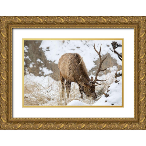 Bull Elk, Gardner River, Yellowstone National Park Gold Ornate Wood Framed Art Print with Double Matting by The Yellowstone Collection