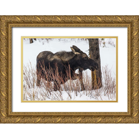 Bull Moose near Pebble Creek, Yellowstone National Park Gold Ornate Wood Framed Art Print with Double Matting by The Yellowstone Collection