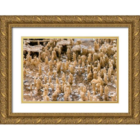 Calcium Carbonate Formations, Mammoth Hot Springs, Yellowstone National Park Gold Ornate Wood Framed Art Print with Double Matting by Renkin, Diane