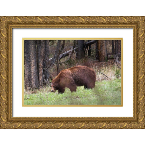 Cinnamon Black Bear Soda Butte Creek, Yellowstone National Park Gold Ornate Wood Framed Art Print with Double Matting by Herbert, Neal