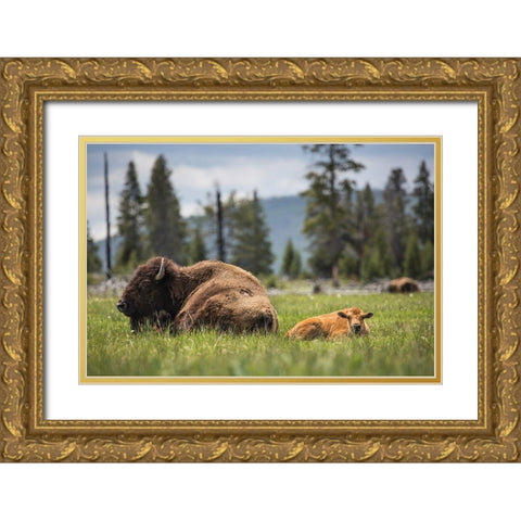Cow and Calf Bison, Fountain Flat Drive, Yellowstone National Park Gold Ornate Wood Framed Art Print with Double Matting by The Yellowstone Collection