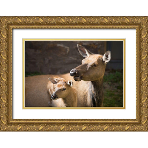 Cow and Calf Elk, Yellowstone National Park Gold Ornate Wood Framed Art Print with Double Matting by Herbert, Neal