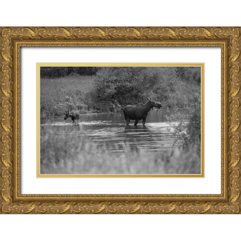 Cow and Calf Moose, Gallatin River, Yellowstone National Park Gold Ornate Wood Framed Art Print with Double Matting by The Yellowstone Collection