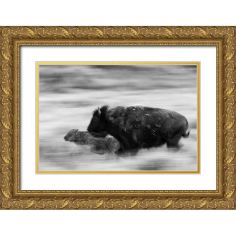 Bison Cow and Calf in Lamar Valley, Yellowstone National Park Gold Ornate Wood Framed Art Print with Double Matting by The Yellowstone Collection