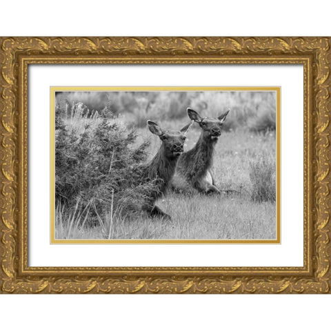 Cow Elk in Mammoth Hot Springs, Yellowstone National Park Gold Ornate Wood Framed Art Print with Double Matting by Frank, Jacob W.