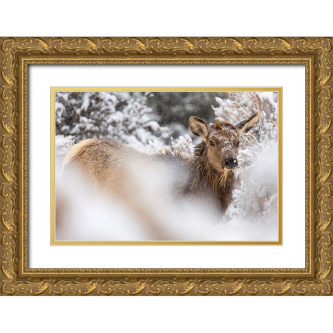 Cow Elk in Snow, Mammoth Hot Springs, Yellowstone National Park Gold Ornate Wood Framed Art Print with Double Matting by The Yellowstone Collection