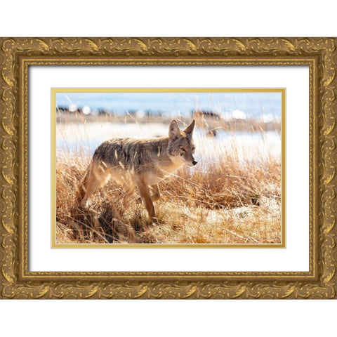 Coyote at Yellowstone Lake, Yellowstone National Park Gold Ornate Wood Framed Art Print with Double Matting by The Yellowstone Collection