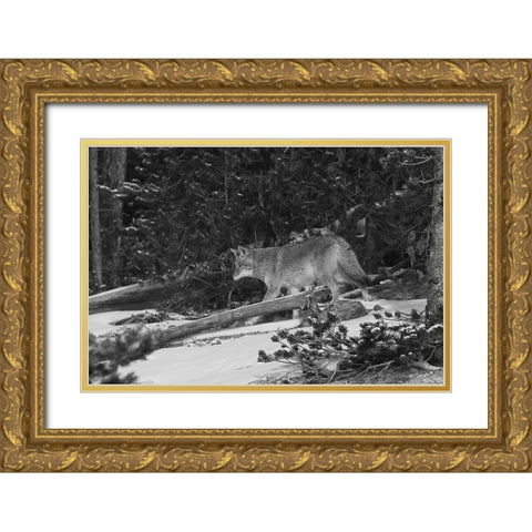 Coyote near Canyon, Yellowstone National Park Gold Ornate Wood Framed Art Print with Double Matting by Peaco, Jim