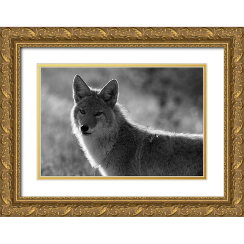 Coyote, Upper Geyser Basin, Yellowstone National Park Gold Ornate Wood Framed Art Print with Double Matting by The Yellowstone Collection