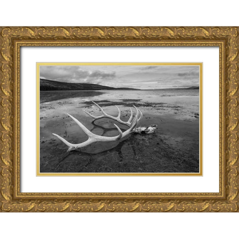Elk Antlers, Yellowstone Lake, Yellowstone National Park Gold Ornate Wood Framed Art Print with Double Matting by The Yellowstone Collection