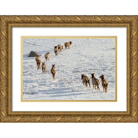Elk on the Move, Lamar Valley, Yellowstone National Park Gold Ornate Wood Framed Art Print with Double Matting by The Yellowstone Collection