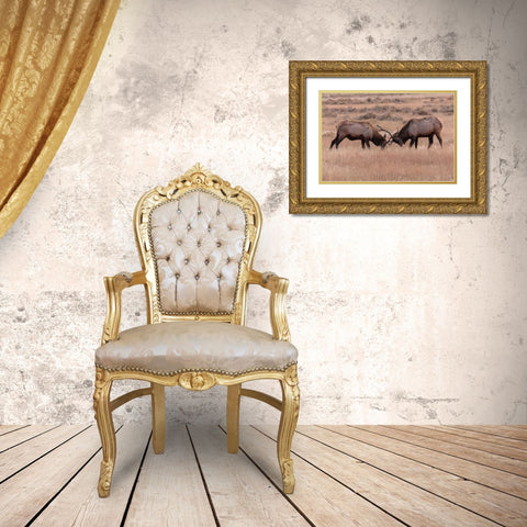 Elk Sparring, Yellowstone National Park Gold Ornate Wood Framed Art Print with Double Matting by The Yellowstone Collection