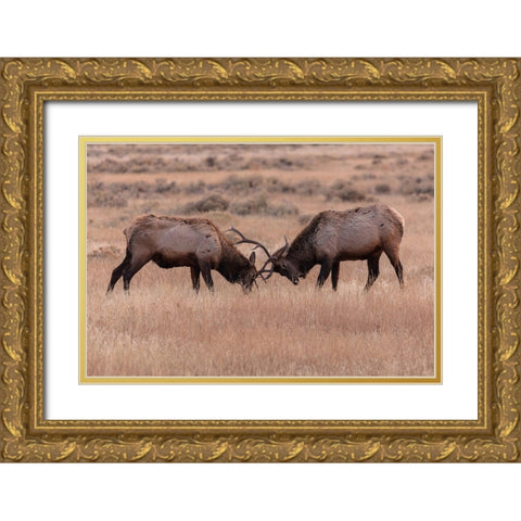 Elk Sparring, Yellowstone National Park Gold Ornate Wood Framed Art Print with Double Matting by The Yellowstone Collection