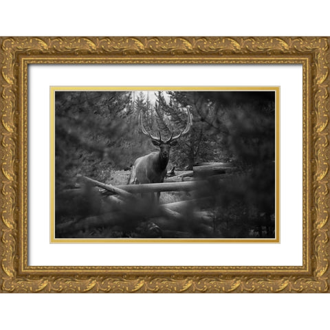 Elk, Sepulcher Mountain Trail, Yellowstone National Park Gold Ornate Wood Framed Art Print with Double Matting by The Yellowstone Collection