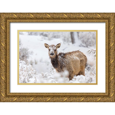 Female Elk in Snow, Mammoth Hot Springs, Yellowstone National Park Gold Ornate Wood Framed Art Print with Double Matting by The Yellowstone Collection