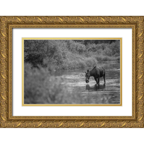 Female Moose, Gallatin River, Yellowstone National Park Gold Ornate Wood Framed Art Print with Double Matting by The Yellowstone Collection