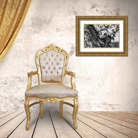 Fledged Great Horned Owl Chick, Yellowstone National Park Gold Ornate Wood Framed Art Print with Double Matting by Frank, Jacob W.