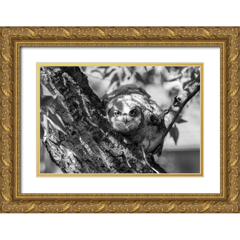 Fledged Great Horned Owl Chick, Yellowstone National Park Gold Ornate Wood Framed Art Print with Double Matting by Frank, Jacob W.