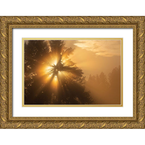 Foggy Sunrise, Blacktail Deer Plateau, Yellowstone National Park Gold Ornate Wood Framed Art Print with Double Matting by The Yellowstone Collection