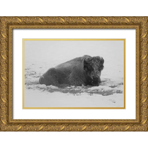 Frost-covered Bison near Roaring Mountain, Yellowstone National Park Gold Ornate Wood Framed Art Print with Double Matting by Frank, Jacob W.