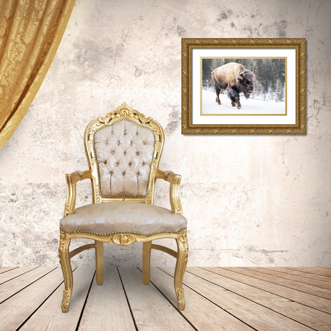 Frost-covered Bison near Frying Pan Spring, Yellowstone National Park Gold Ornate Wood Framed Art Print with Double Matting by The Yellowstone Collection