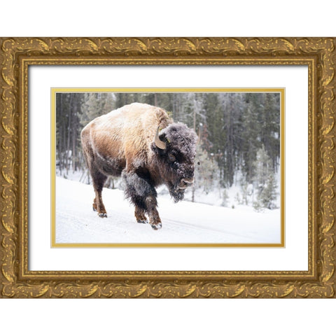 Frost-covered Bison near Frying Pan Spring, Yellowstone National Park Gold Ornate Wood Framed Art Print with Double Matting by The Yellowstone Collection