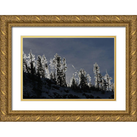 Frosted Trees in Gibbon Canyon, Yellowstone National Park Gold Ornate Wood Framed Art Print with Double Matting by Peaco, Jim