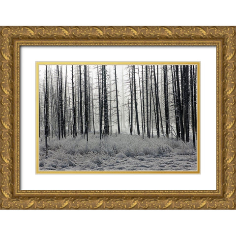 Frosty Morning in the Lower Geyser Basin, Yellowstone National Park Gold Ornate Wood Framed Art Print with Double Matting by The Yellowstone Collection