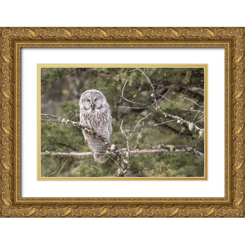 Great Gray Owl, Yellowstone National Park Gold Ornate Wood Framed Art Print with Double Matting by Peaco, Jim
