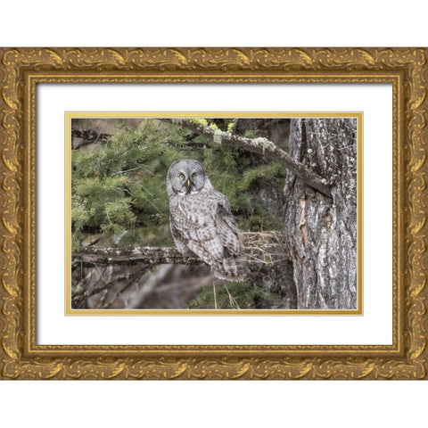 Great Gray Owl, Yellowstone National Park Gold Ornate Wood Framed Art Print with Double Matting by Peaco, Jim