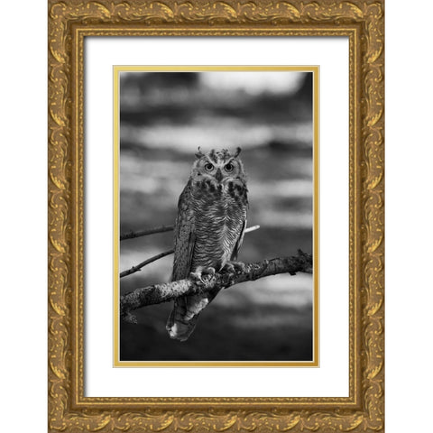 Great Horned Owl, Yellowstone National Park Gold Ornate Wood Framed Art Print with Double Matting by Herbert, Neal