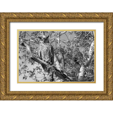 Great Horned Owl, Yellowstone National Park Gold Ornate Wood Framed Art Print with Double Matting by Herbert, Neal