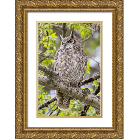 Great Horned Owl in Mammoth Hot Springs, Yellowstone National Park Gold Ornate Wood Framed Art Print with Double Matting by Peaco, Jim