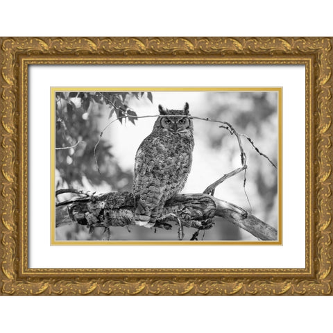 Great Horned Owl in Fort Yellowstone, Yellowstone National Park Gold Ornate Wood Framed Art Print with Double Matting by The Yellowstone Collection