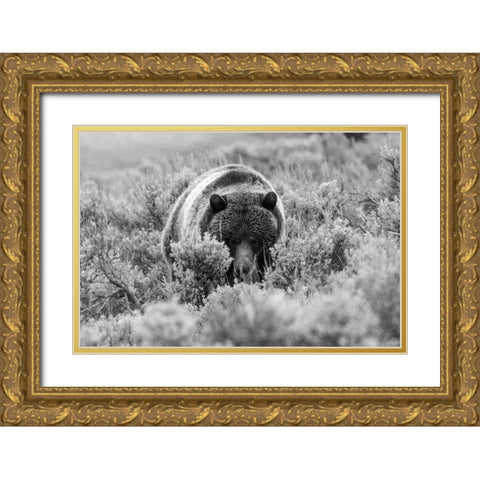 Grizzly Bear at Soda Butte Creek, Yellowstone National Park Gold Ornate Wood Framed Art Print with Double Matting by Peaco, Jim