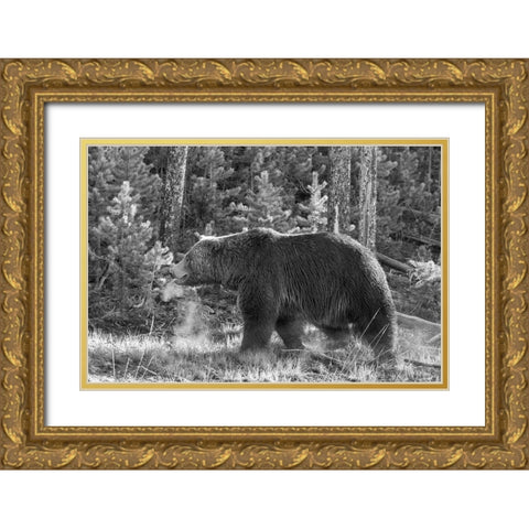 Grizzly Bear, Yellowstone National Park Gold Ornate Wood Framed Art Print with Double Matting by Peaco, Jim