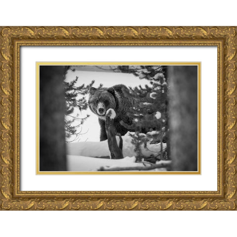 Grizzly Bear near Canyon, Yellowstone National Park Gold Ornate Wood Framed Art Print with Double Matting by Herbert, Neal